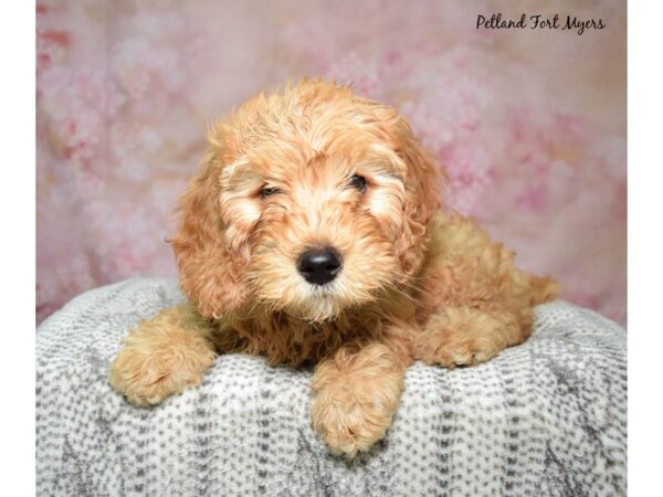 CockaPoo Poo-DOG-Female-Red-23023-Petland Fort Myers, Florida