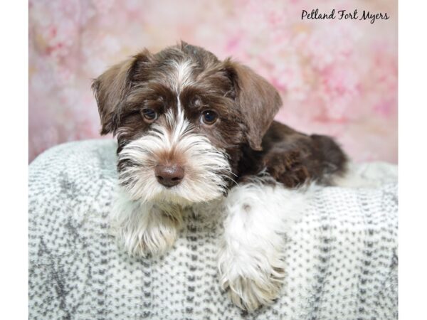 Miniature Schnauzer Dog Female Chocolate & White 23022 Petland Fort Myers, Florida