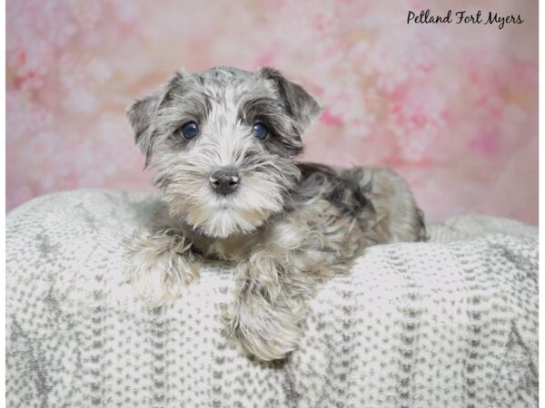 Miniature Schnauzer DOG Female Blue Merle 23021 Petland Fort Myers, Florida