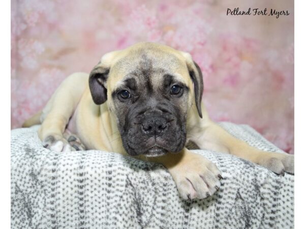 Bullmastiff-DOG-Female-Fawn-23020-Petland Fort Myers, Florida