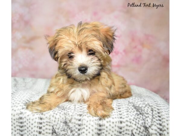 Morkie-DOG-Male-Brown-23019-Petland Fort Myers, Florida