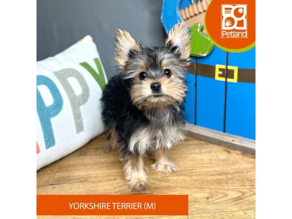 Yorkshire Terrier DOG Male Black / Tan 23081 Petland Fort Myers, Florida