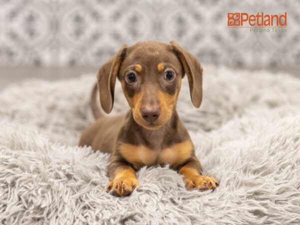 Dachshund DOG Male chocolate 23051 Petland Fort Myers, Florida