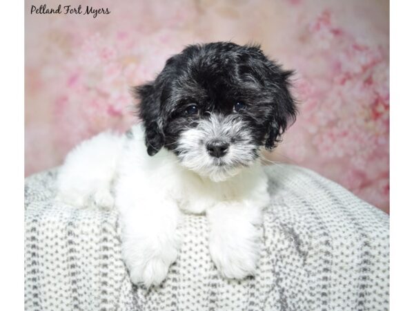 Coton De Tulear DOG Female Black & White 23058 Petland Fort Myers, Florida