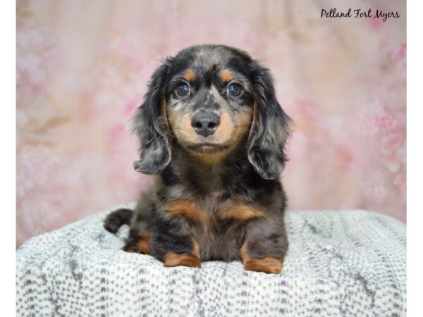 Dachshund DOG Male Silver Dapple 23057 Petland Fort Myers, Florida