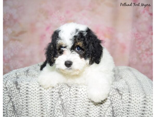 Bernedoodle-Dog-Male-Tri-23056-Petland Fort Myers, Florida