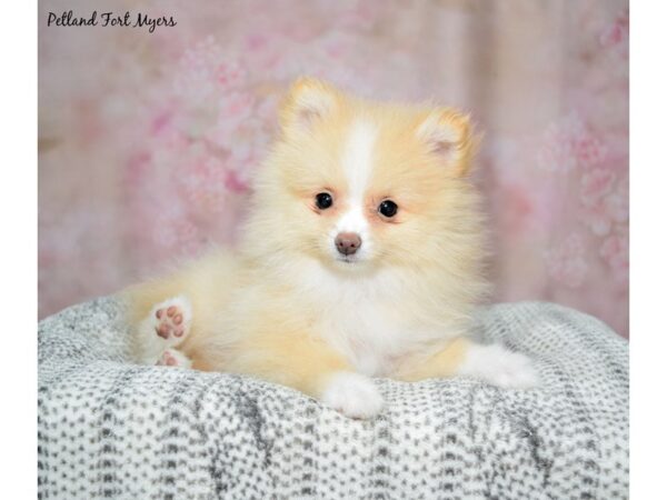 Pomeranian DOG Female Cream 23055 Petland Fort Myers, Florida