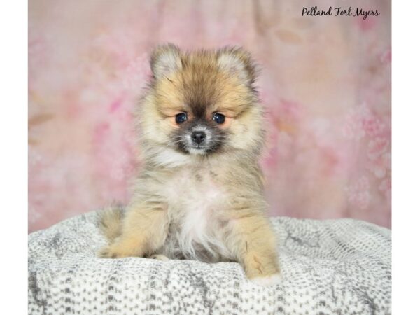 Pomeranian DOG Male Dark Sable 23054 Petland Fort Myers, Florida