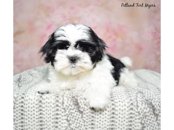 Maltese/Shih Tzu DOG Female Black & White 23053 Petland Fort Myers, Florida