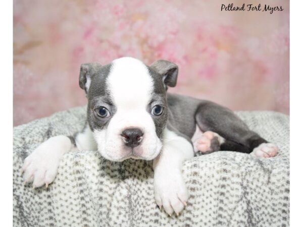 Boston Terrier DOG Male Blue / White 23052 Petland Fort Myers, Florida