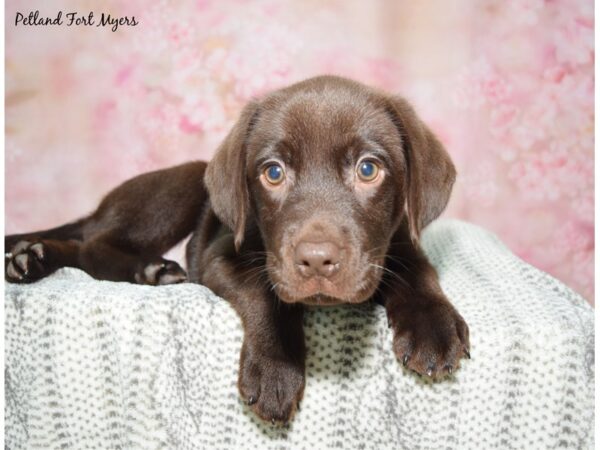 Labrador Retriever DOG Female Chocolate 23049 Petland Fort Myers, Florida