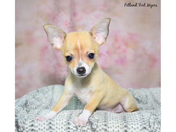 Chihuahua-DOG-Male-Fawn-23050-Petland Fort Myers, Florida