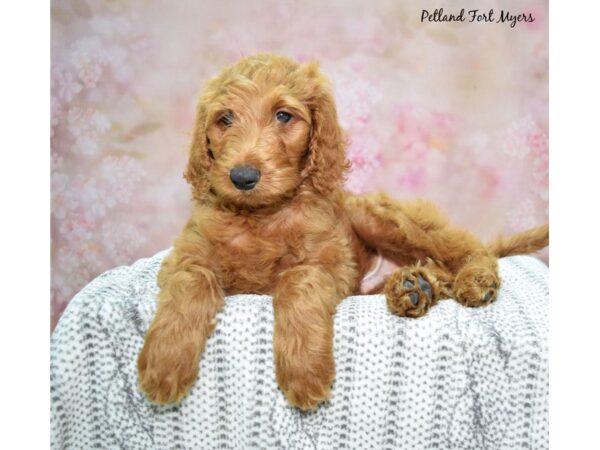 Golden Doodle-DOG-Male-Red-23047-Petland Fort Myers, Florida