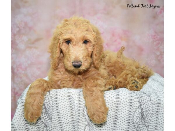 Golden Doodle-DOG-Male-Red-23045-Petland Fort Myers, Florida