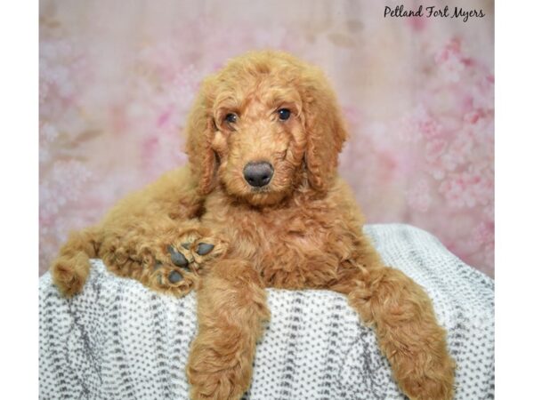 Golden Doodle--Male---Petland Fort Myers, Florida
