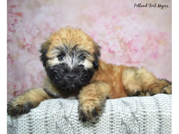 Soft Coated Wheaten Terrier Dog Male Wheaten 23076 Petland Fort Myers, Florida