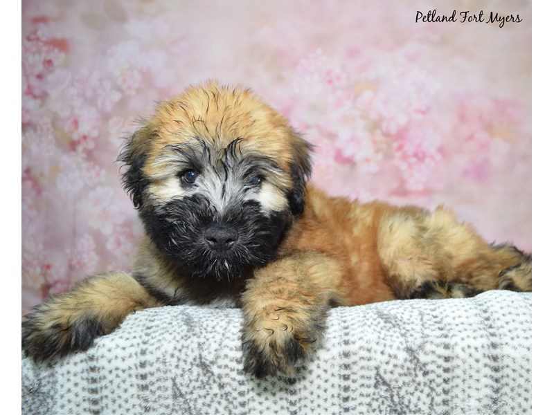 Soft Coated Wheaten Terrier-Male-Wheaten-4101909-Petland Fort Myers Florida
