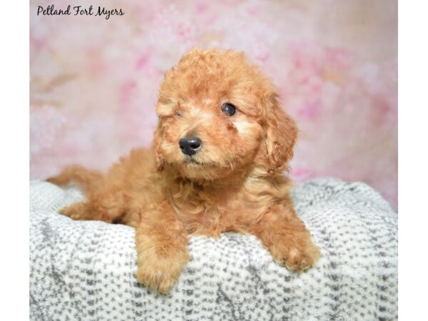 Poodle/Goldendoodle-DOG-Female-Red-23075-Petland Fort Myers, Florida