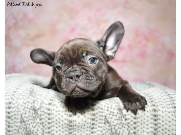 French Bulldog Dog Male Chocolate 23074 Petland Fort Myers, Florida