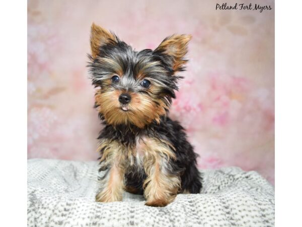 Yorkshire Terrier DOG Female Black & Tan 23073 Petland Fort Myers, Florida