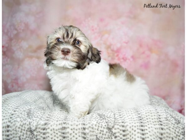 Havanese Dog Male Chocolate & White 23072 Petland Fort Myers, Florida