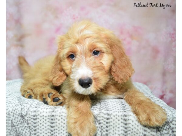 Poodle/Irish Setter-Dog-Male-Red & White-23071-Petland Fort Myers, Florida