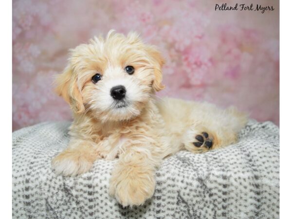 Lhasapoo-DOG-Female-Buff-23070-Petland Fort Myers, Florida