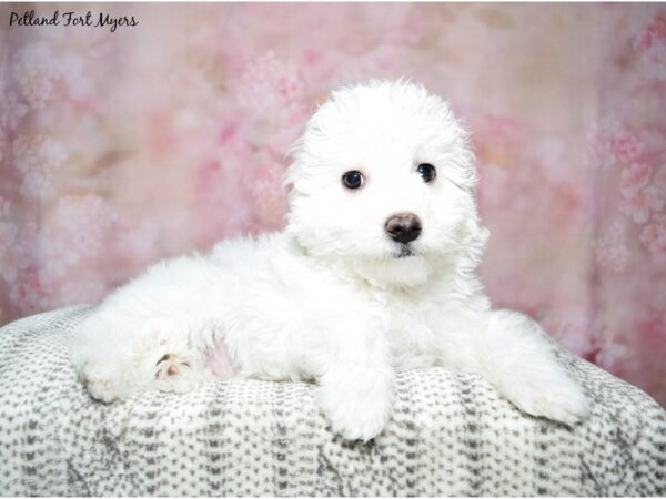 Coton De Tulear DOG Male White 23069 Petland Fort Myers, Florida