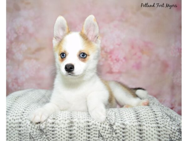 Pomsky DOG Female Chocolate & White 23068 Petland Fort Myers, Florida