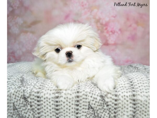 Pekingese-Dog-Male-Cream & White-23066-Petland Fort Myers, Florida