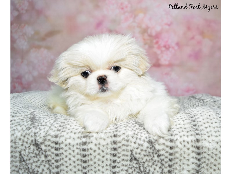 Pekingese-Male-Cream & White-4100509-Petland Fort Myers Florida