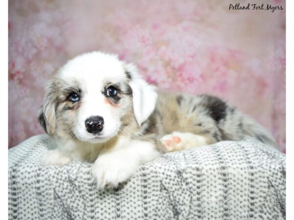 Cardigan Welsh Corgi-Dog-Female-Blue Merle-23065-Petland Fort Myers, Florida