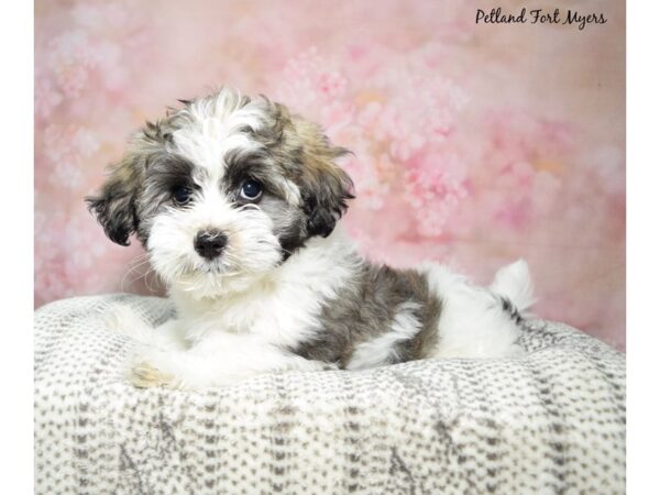 Havanese DOG Female Dark Sable 23064 Petland Fort Myers, Florida