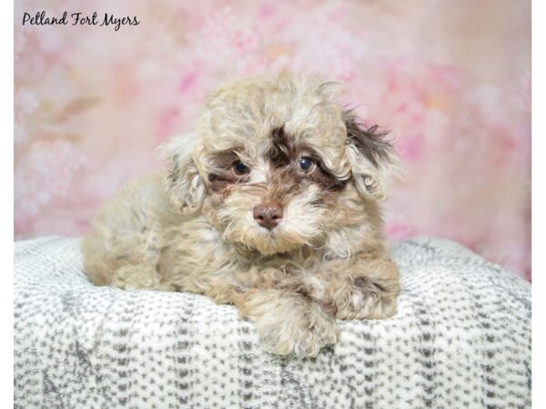 Poodle Dog Male Chocolate Merle 23063 Petland Fort Myers, Florida