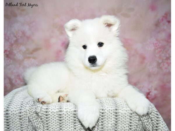 Samoyed DOG Female White 23062 Petland Fort Myers, Florida