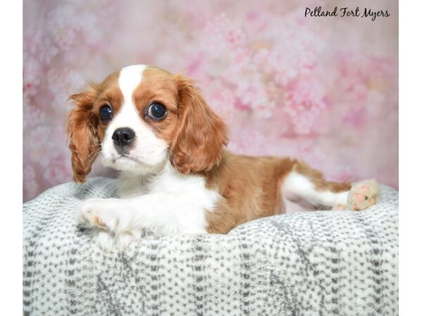 Cavalier King Charles Spaniel DOG Male Blenheim 23061 Petland Fort Myers, Florida