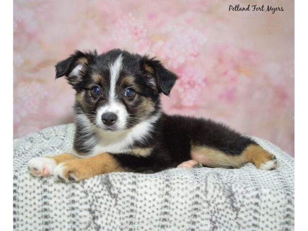 Miniature Australian Shepherd-DOG-Female-Tri-23097-Petland Fort Myers, Florida