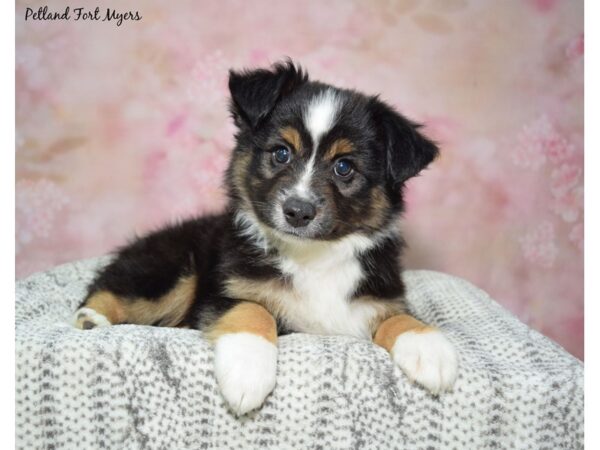 Miniature Australian Shepherd-Dog-Male-Tri-23096-Petland Fort Myers, Florida