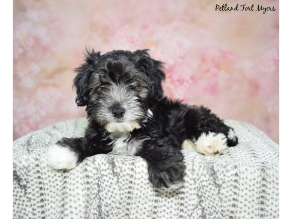 Maltipoo-Dog-Male-Black & White-23094-Petland Fort Myers, Florida