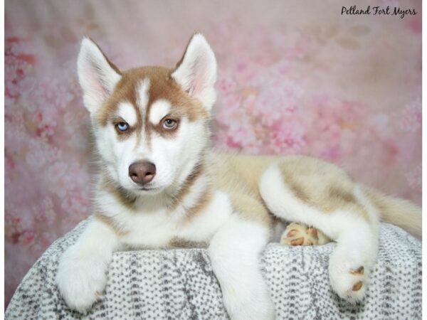 Siberian Husky DOG Male Red & White 23093 Petland Fort Myers, Florida