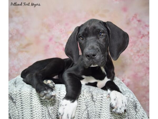 Great Dane-DOG-Female-Black-23092-Petland Fort Myers, Florida