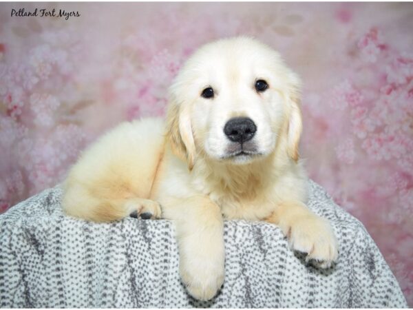 Golden Retriever Dog Male Golden 23100 Petland Fort Myers, Florida