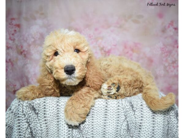 Golden Doodle-DOG-Male-Apricot-23099-Petland Fort Myers, Florida