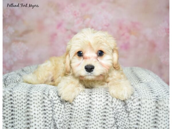 Cavachon-Dog-Female-Apricot-23091-Petland Fort Myers, Florida