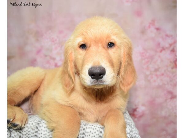 Golden Retriever DOG Male Golden 23098 Petland Fort Myers, Florida