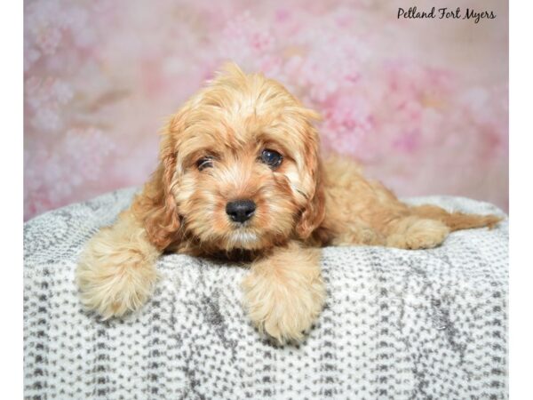 Cavapoo Dog Female Red 23089 Petland Fort Myers, Florida