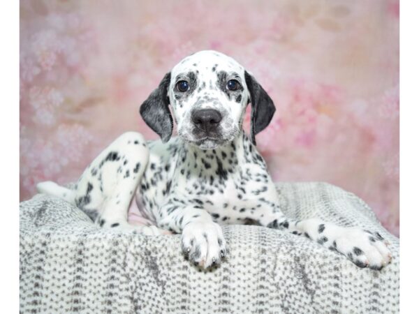 Dalmatian-DOG-Female-Black & White-23088-Petland Fort Myers, Florida