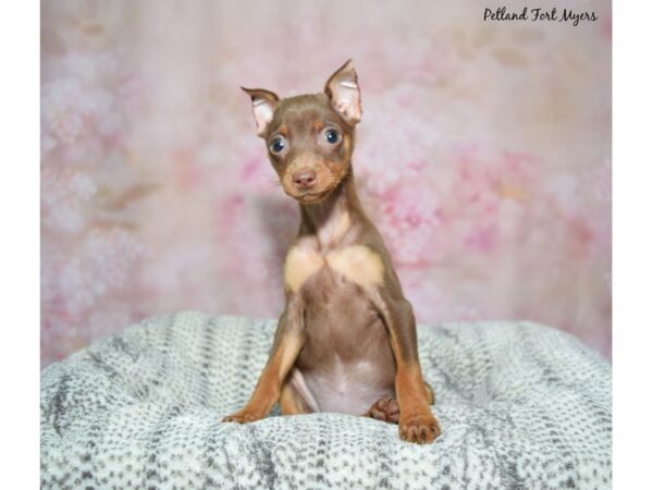 Miniature Pinscher Dog Female Chocolate 23087 Petland Fort Myers, Florida