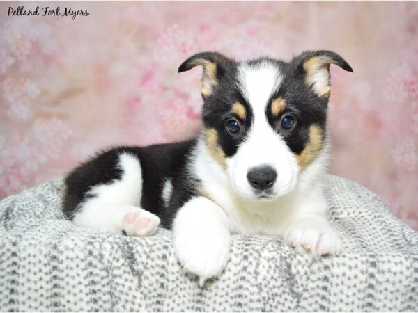 Pembroke Welsh Corgi Dog Male Black & White 23086 Petland Fort Myers, Florida