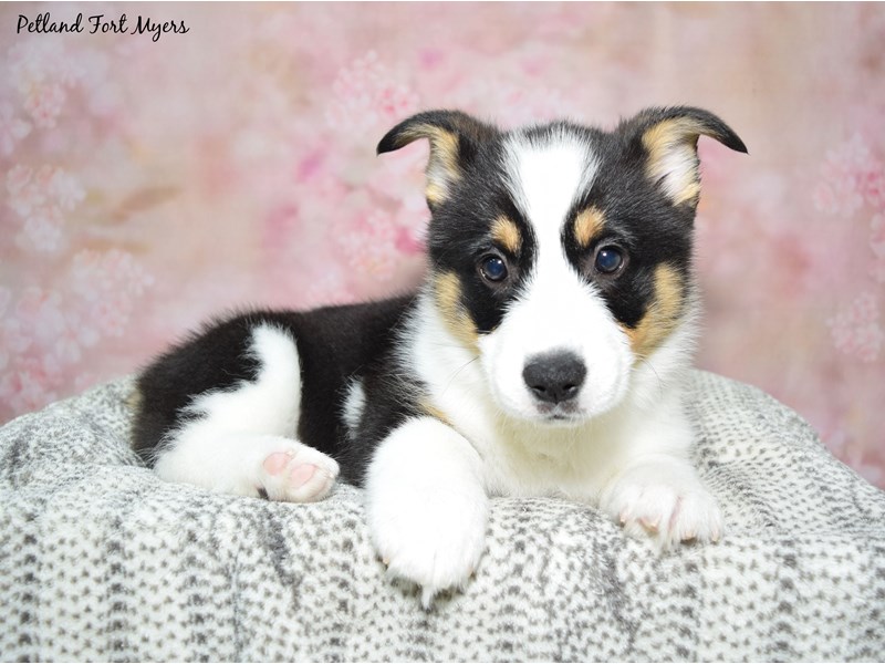 Pembroke Welsh Corgi-Male-Black & White-4111755-Petland Fort Myers Florida